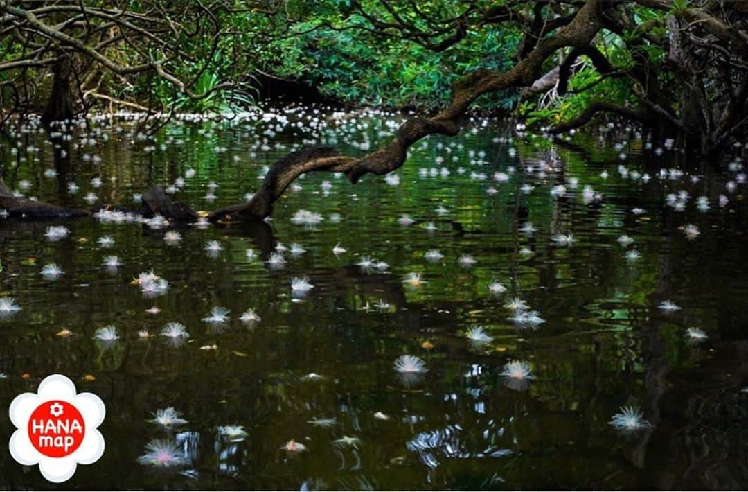 はなまっぷ❁日本の花風景さんのインスタグラム写真 - (はなまっぷ❁日本の花風景Instagram)「🌸はなまっぷ🌸 * @abe_camera_motte_go さんの  花のある風景に花まるを💮 * サガリバナが川面に浮かぶ夢のような光景をありがとうございます😊🌸 * 沖縄　#西表島 Iriomote island, Okinawa Pref. * 🌼サガリバナの花言葉📝🌼 幸運が訪れる * 見頃を過ぎている場所もご紹介しています。お出かけの際はHP等で最新の情報をご確認くださいね🙏🌸 * 🌸•••🌸•••🌸•••🌸•••🌸•••🌸 * いつも素敵なお花をありがとうございます😊 日本の花のある風景にタグ付けしてください🌸 お花があれば何でもOKです💓 * #はなまっぷ * #日本の美しい花風景#花のある風景#花#花言葉#風景#サガリバナ」7月24日 10時25分 - hanamap