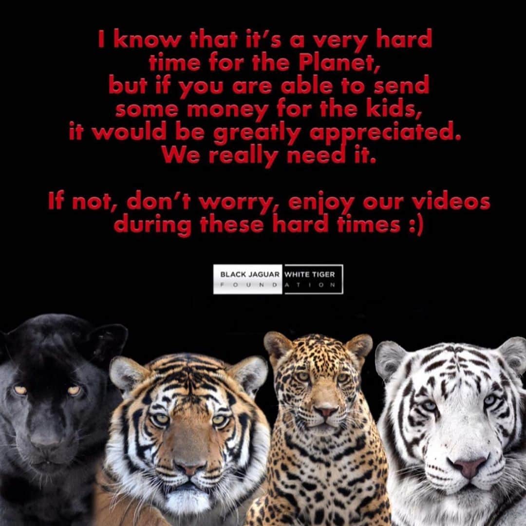 Black Jaguar-White Tiger さんのインスタグラム写真 - (Black Jaguar-White Tiger Instagram)「Your donation saves lives. Active link on our bio or at www.BlackJaguarWhiteTiger.org/Donate」7月24日 10時36分 - blackjaguarwhitetiger