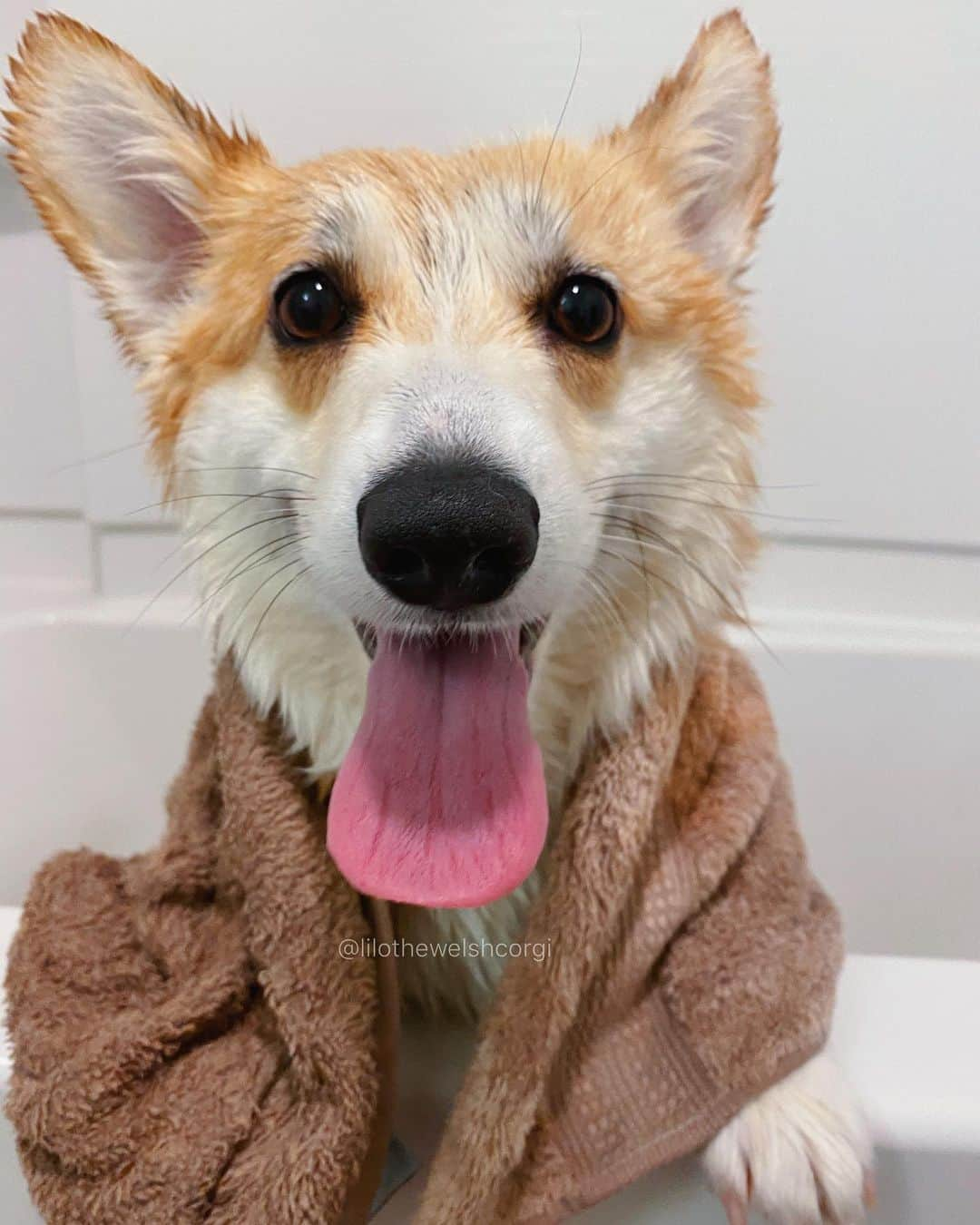 Liloさんのインスタグラム写真 - (LiloInstagram)「Everyone 𝐝𝐞𝐬𝐞𝐫𝐯𝐞𝐬 a nice bath woof! 🛁⁣ ⁣ ⁣ ⁣ ⁣ ⁣ ⁣ ⁣ ⁣ ⁣ ⁣ ⁣ ⁣ ⁣ ⁣ ⁣ ⁣ #weeklyfluff #vscocam #huffpostgram #animalsaddict #houndsbazaar #ruffpost #fluffypack #bestwoof  #cutepetclub #animalsco #corgi #dogsofinstagram #aplacetolovedogs #buzzfeedanimals #barkbox #dogsofig #dog #puppies #cute #corgination #barkpack #corgisofinstagram」7月24日 10時38分 - lilothewelshcorgi