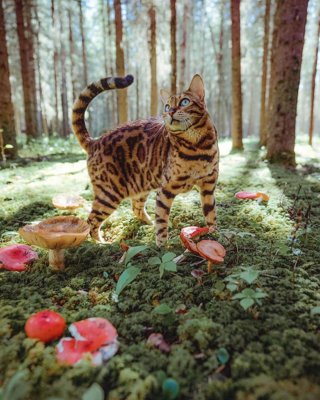 Cats of Instagramさんのインスタグラム写真 - (Cats of InstagramInstagram)「From @sukiicat: “Jewels of the forest 🍄🌿” #catsofinstagram」7月24日 11時02分 - cats_of_instagram
