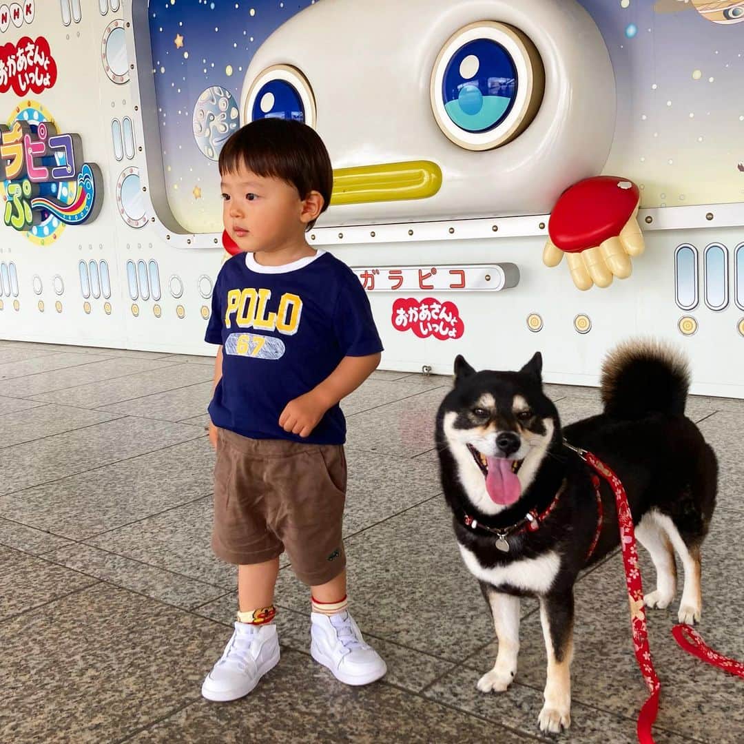 vo_coのインスタグラム：「👦🏻🐶 ガラピコぷ〜の実物に大興奮BOYと興味のない黒い姐さん * #こたつとぼくちゃん  #shibastagram #instashiba #shiba #shibainu #黒柴 #柴犬」