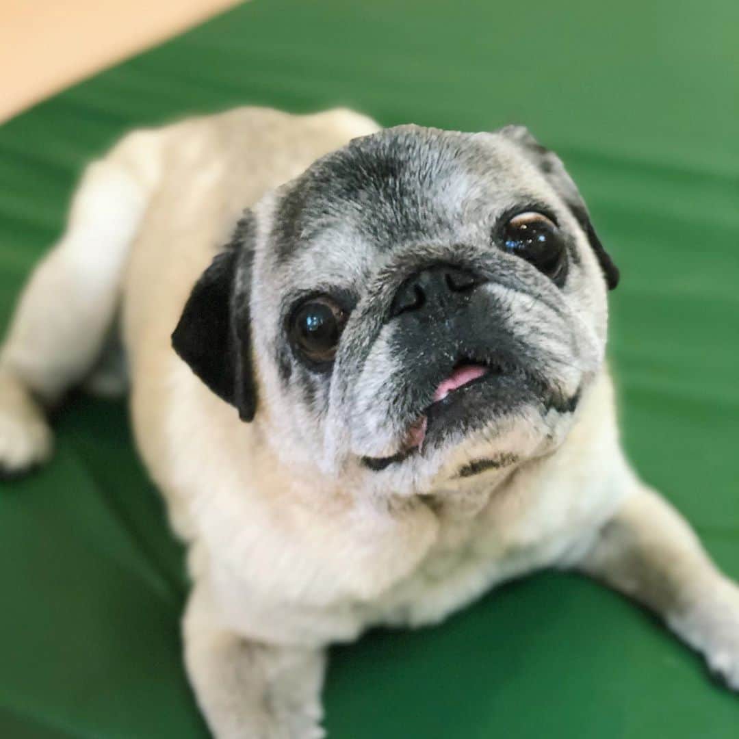 八兵衛のインスタグラム：「Hachibei received acupuncture needle moxibustion treatment🏥😊 * * 食べ放題のお店 だと思ってる。 * * #マコモクッキー #先生からもらう #違う先生にもお座りしてねだる  #ほぼ黒パグ #おじいちゃん犬 #pug #puggy #puglife #puglove #petstagram #pugstagram #pugsofinstagram #pugs #dog #ふわもこ部  @igersjp #IGersJP #east_dog_japan #pecoイヌ部 #八兵衛 #はちべえ #朝ワンコ夕ニャンコ」