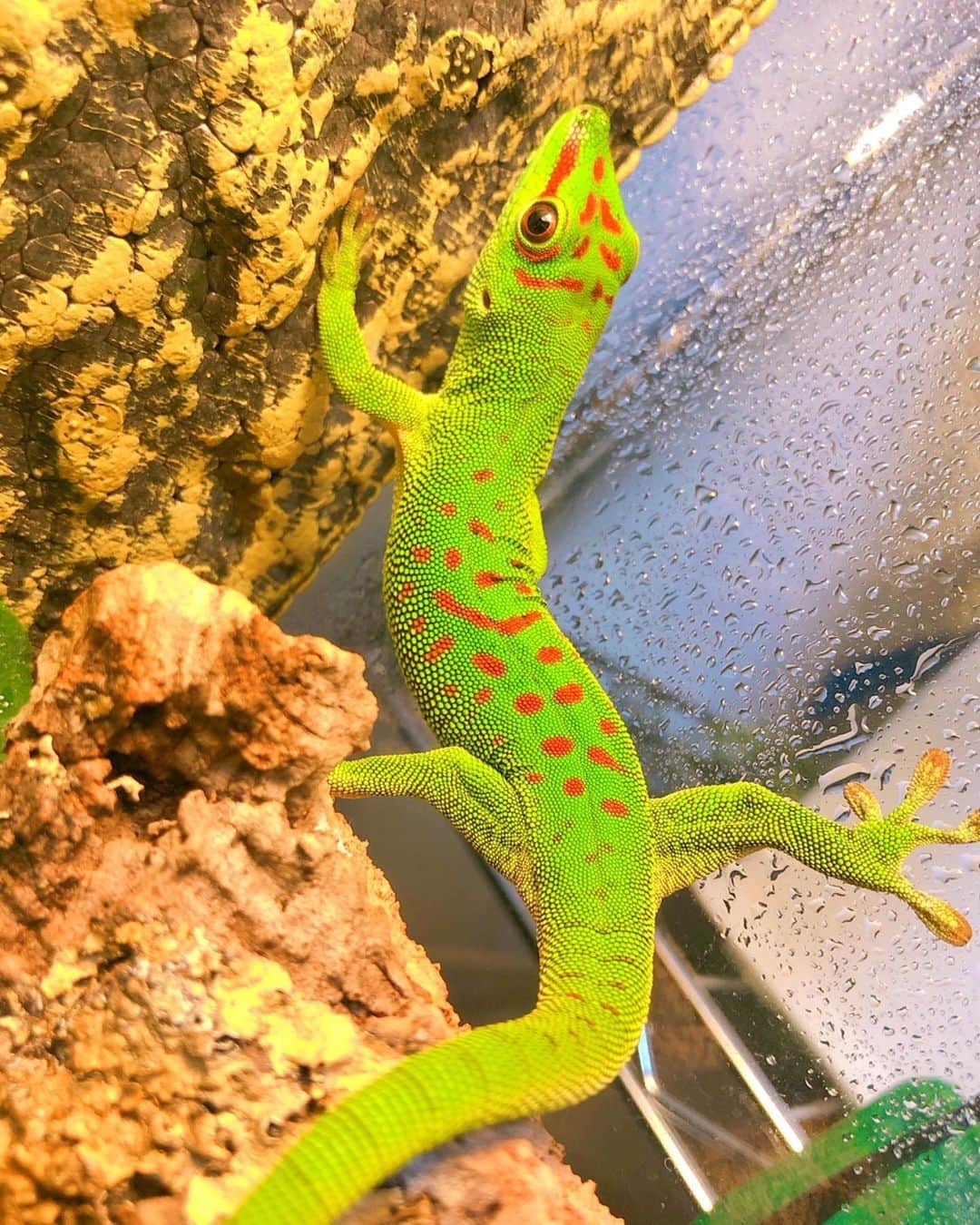 和田美枝のインスタグラム：「ポージングが大胆な森さん🦎🦎🦎  #グランディスヒルヤモリ #爬虫類 #和田さん家の森さん #湿気に強い #開脚の森」