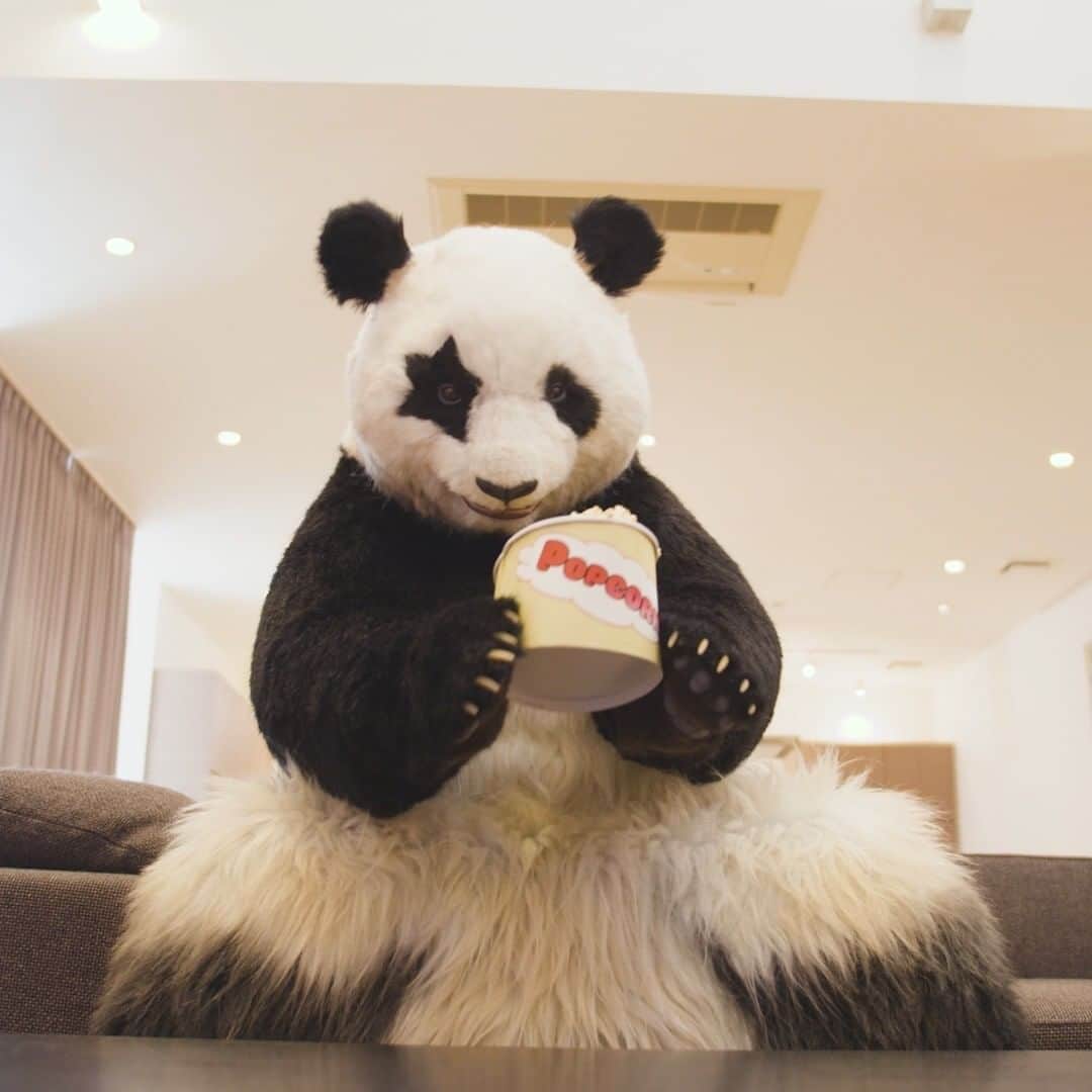 星星（セイセイ）さんのインスタグラム写真 - (星星（セイセイ）Instagram)「🎬🍿 #映画といえばポップコーン🍿だよね #みんなはどう？ #金曜ロードSHOW! #楽しみ  . きょうの #ベラベラENGLISHは ...💯 🌟easy 🌟落ち着け . #星星 #パンダ #panda #pandagram #パンダ好きな人と繋がりたい #ZIP!」7月24日 12時12分 - seisei_panda