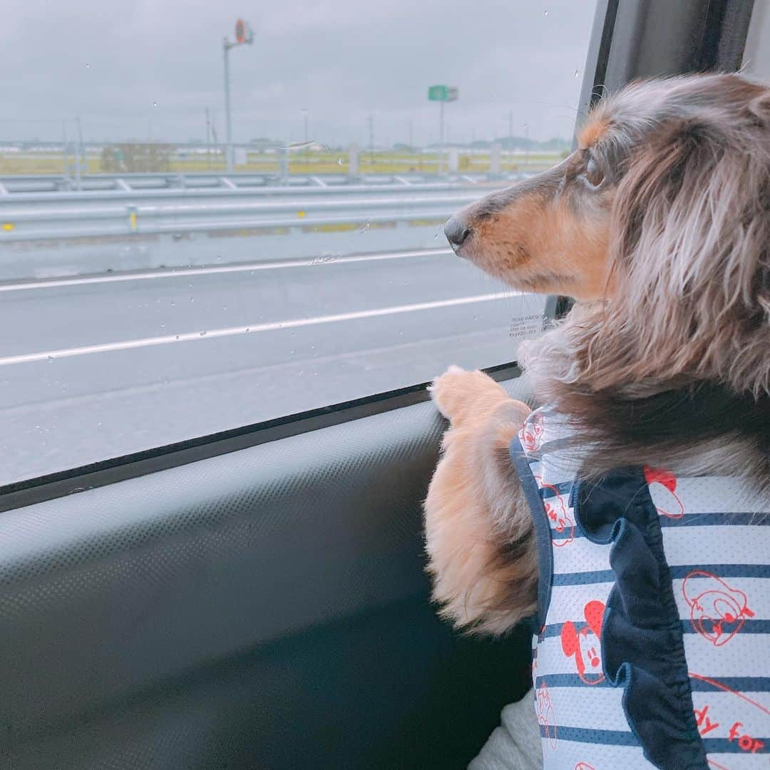 石原夏織さんのインスタグラム写真 - (石原夏織Instagram)「先日むーちゃんとお出かけしてきました🐾💓お母さんに抱っこされて満足気🤣  #むこさんぽ #きゃりさんぽ #いぬのいるくらし #2nd_album #water_drop #石原夏織」7月24日 12時45分 - ishiharakaori_official