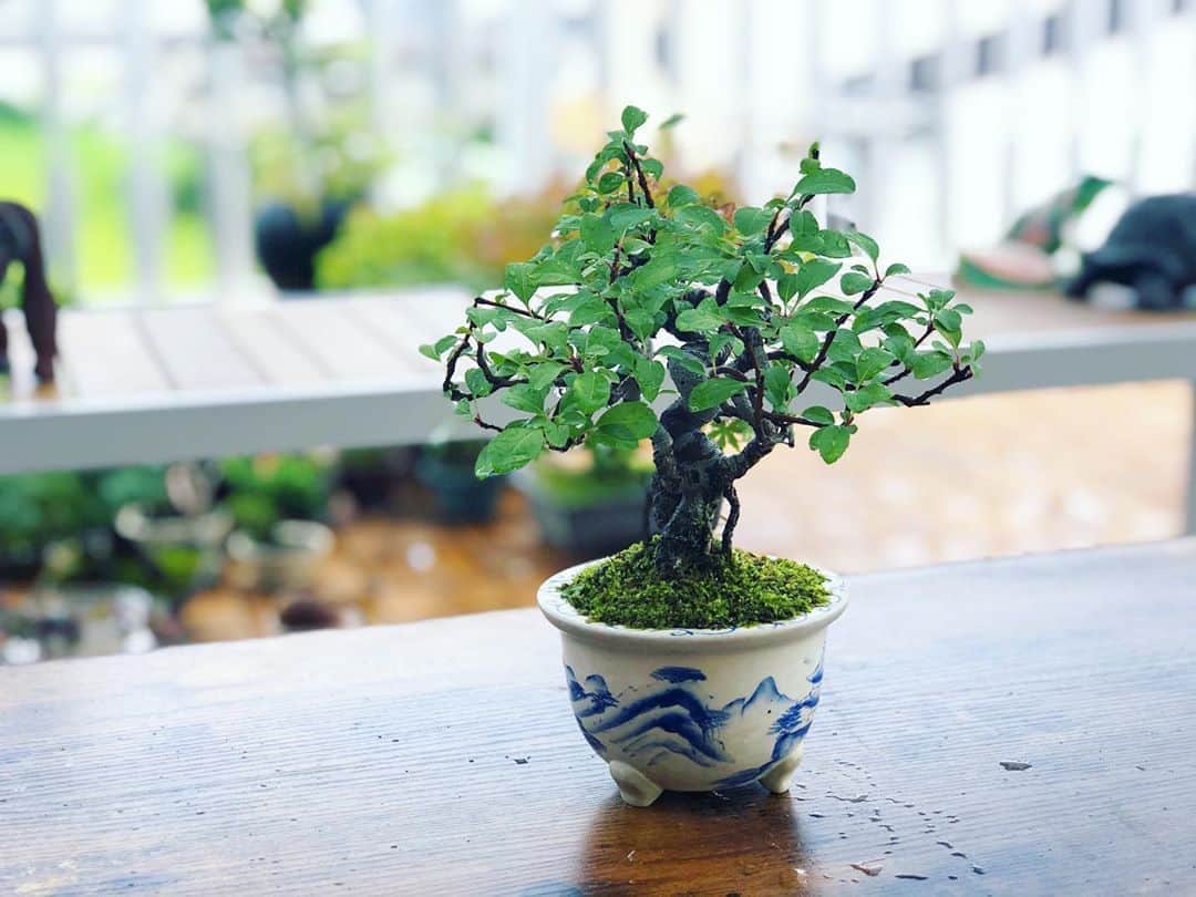 金成公信のインスタグラム：「ミヤマカイドウ。#ミヤマカイドウ #カイドウ #盆栽 #bonsai #bonsaijapan #japanesebonsai #wabisabi #bonsailovers #bonsailife #bonsaitree #bonsaiart #bonsaigram #bonsaiworld #plants #tree #greenlife #greenlifestyle #苔 #moss #睡蓮 #睡蓮鉢 #ビオトープ #biotope #メダカ #waterlilybowls」