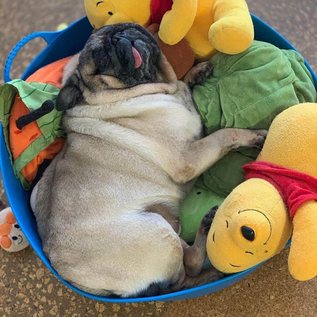 gontaのインスタグラム：「It's raining every day. ☔️I'm gaining weight due to lack of exercise.🐖#keelyafternoontea #Gonta2#speakpug #smilingpugs #pugjapan #pug #love #pugsofinstagram #zerozeropug #pugshit #worldofpug」