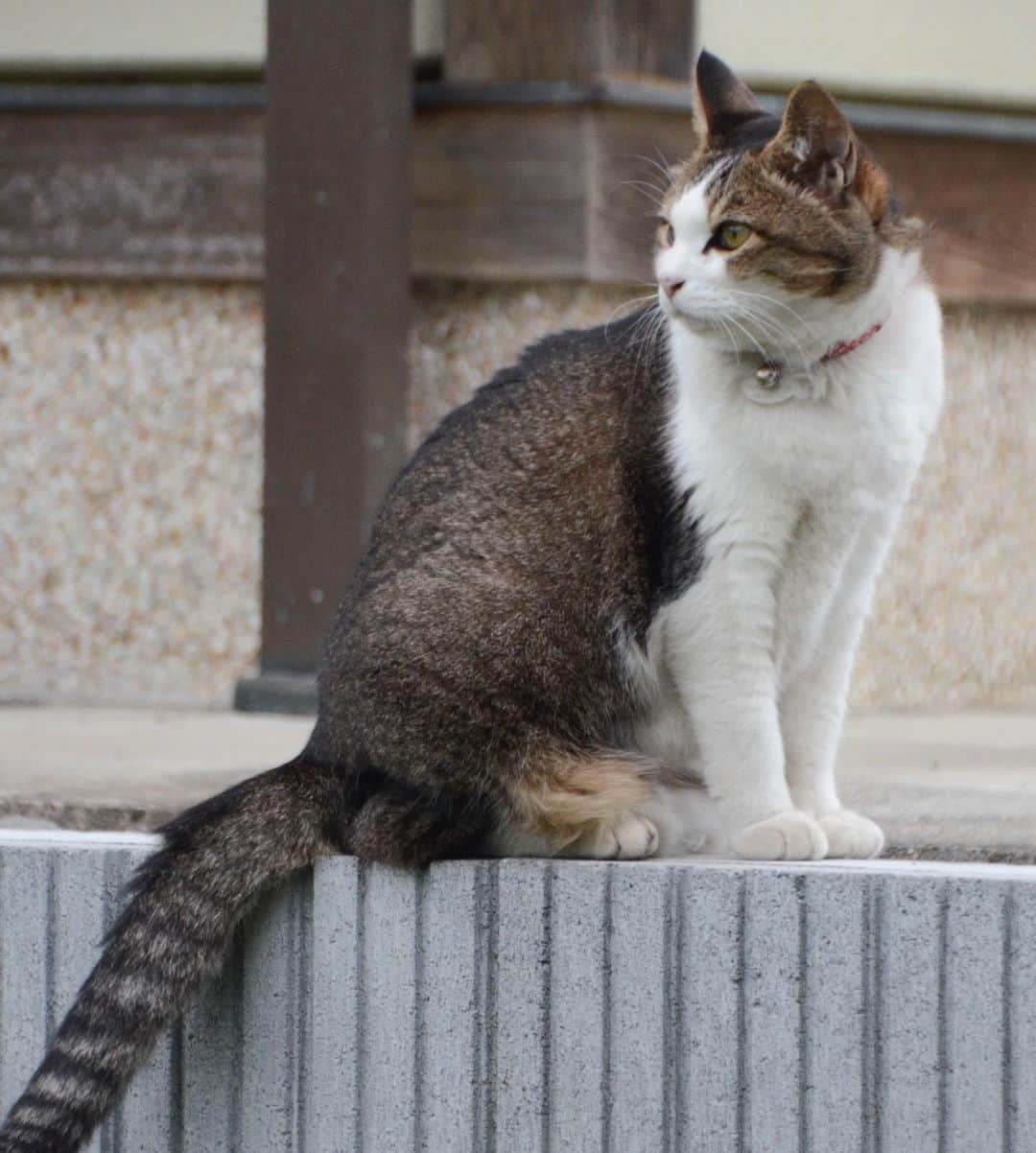 やふさんのインスタグラム写真 - (やふInstagram)「メス猫にしとくのはもったいないくらい凛々しい . #cat #neko #catlovers #catsofinstagram #catstagram #instacat #猫 #ねこ #ネコ #保護猫 #のま #のまらー #被災猫」7月24日 13時26分 - kyafy