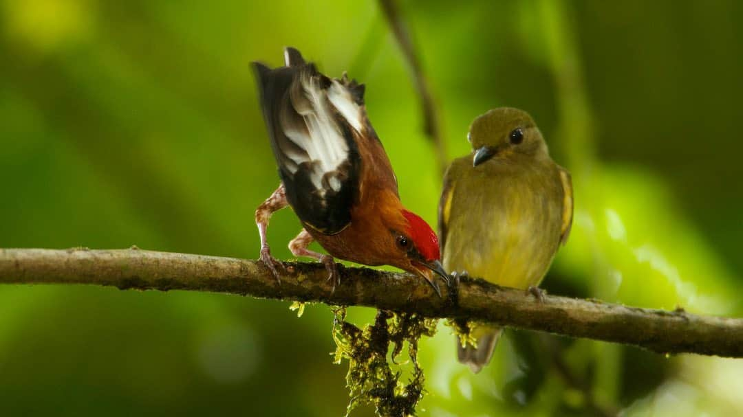 Tim Lamanさんのインスタグラム写真 - (Tim LamanInstagram)「Photos by @TimLaman.  When I’m at home between photography trips, I’m starting to work on a major book project:  a collection of my best bird photography from all over the world.  It is fun to work my way though my archives, looking for not just the frequently published, well known images, but perhaps some unpublished gems that have languished in the files.  Here are a few that I put into consideration for the South America section:  1) Scarlet Ibises take off – Venezuela, 2) Club-winged Manakin courting – Ecuador, 3) Cobalt-winged Lorikeets at clay lick, Ecuador.  #birds #southamerica」7月24日 13時34分 - timlaman