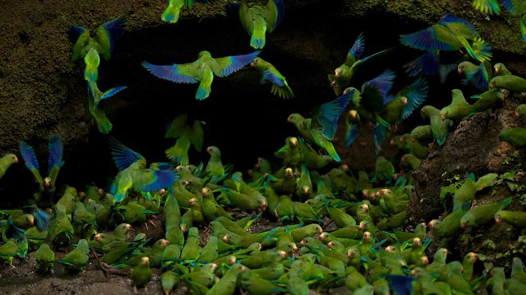 Tim Lamanさんのインスタグラム写真 - (Tim LamanInstagram)「Photos by @TimLaman.  When I’m at home between photography trips, I’m starting to work on a major book project:  a collection of my best bird photography from all over the world.  It is fun to work my way though my archives, looking for not just the frequently published, well known images, but perhaps some unpublished gems that have languished in the files.  Here are a few that I put into consideration for the South America section:  1) Scarlet Ibises take off – Venezuela, 2) Club-winged Manakin courting – Ecuador, 3) Cobalt-winged Lorikeets at clay lick, Ecuador.  #birds #southamerica」7月24日 13時34分 - timlaman