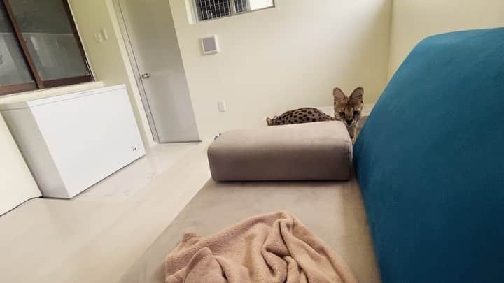 SKYtomoのインスタグラム：「このソファにすぐくる。。 可愛い、、、  #サーバルキャット　#沖縄　#猫　#ねこ　#ネコ　#けものフレンズ　#ベンガルキャット　#特定動物」