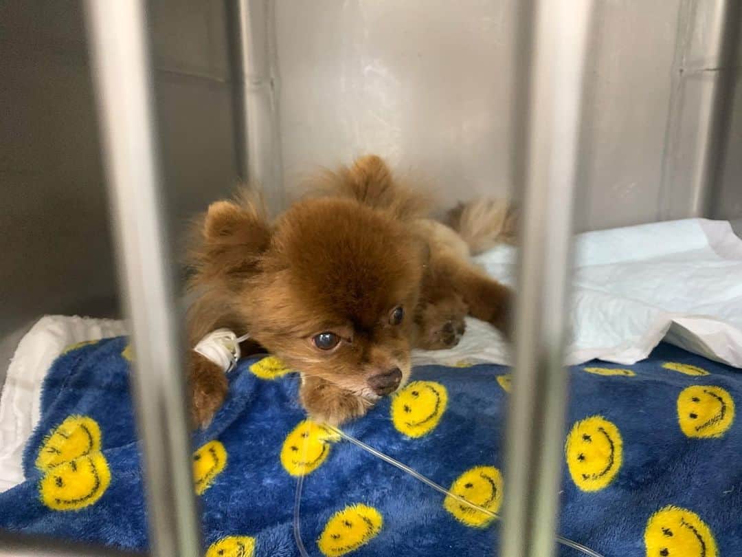 Codyのインスタグラム：「UPDATE: ((English -> 日本語))  Please keep Kuma in your thoughts & prayers today! He has surgery in about an hour🙂  Once surgery is over he’ll be hospitalized for about a week - two weeks, and then he’ll have a long road of rehabilitation after that. So the journey’s just begun.  I’ve decided to close the gofundme today. You all have donated $4,000 towards Kuma’s veterinary bills. I can’t say how much it will help! I feel very blessed, loved, and thankful. Thank you all so much!   Once I get word from the hospital after the surgery I will let you guys know ASAP! Pray for a successful surgery!  今日の14時か15時ぐらいにクマちゃんの手術があります！成功を祈ってください！🙏🏾  手術が終わったら一週間から二週間入院して、問題なければその後は家でリハビリになります！まだまだ長い道ですが、 頑張ります！💪🏾  今日でクラウドファンディングのGoFundMeを終わりにします！皆様のおかげで40万も集まりました！本当に本当にありがとうございました。感謝しております！これで手術と入院の料金ほとんど払えます！皆さんからの愛情凄く感じています！ありがとうございます！🙇🏾‍♂️🙇🏾‍♂️🙇🏾‍♂️🙇🏾‍♂️🙇🏾‍♂️  今日動物病院から連絡が来たらまた報告しますね！  クマ！！！！！ 頑張ってよ！！！！！ 🤎🤎🤎🤎🤎🤎」