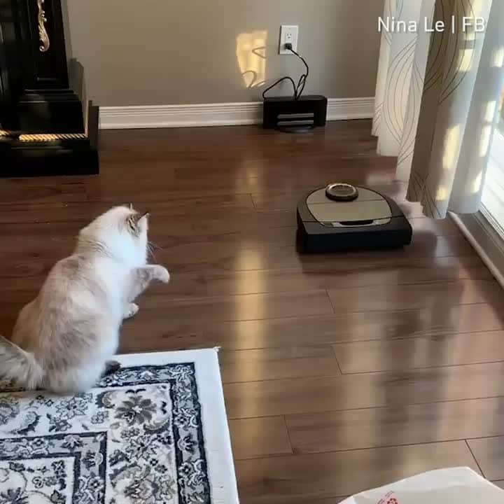 のインスタグラム：「[🔊]Must pawtect my family at all cost ⠀ ⠀ 🎥 Nina Le  FB⠀ ⠀ #meowed #roomba #sillycat #catvsroomba #soundon #volumeup #🔊」