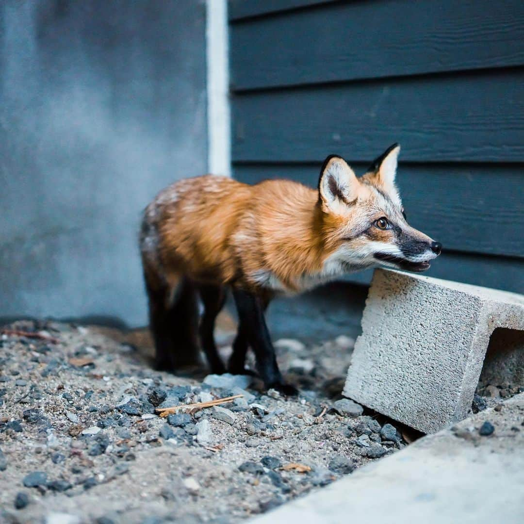 Rylaiさんのインスタグラム写真 - (RylaiInstagram)「Liberty Belle.... 🦊🇺🇸🦊🇺🇸🦊🇺🇸 . . If you have ever done one of our private encounters, this is not a familiar face to you. Libby Belle doesn’t participate in our private fox encounters at the center.  While LB was bottle fed at 10 days of age and raised by humans, she would be called “tame” at best.  She and her whole litter was rescued by @ansleydeneen from Keepers of the Bond.  Her brother and sister are at @wildspiritwolfsanctuary . She is a captive bred US fox. She is not one of our Russian domesticated foxes.  . Libby is very intense. Her fight/flight instinct is very much at the surface and she is very fearful of all new things, including new people. Her response to new things is to run around like a rocket towards the outer limits of the enclosure and she might sneak up to nip at the new thing.  If new people are present during her training session, she can become so focused on her training that she ignores everyone around her.  Having this little beauty in encounters would be very stressful for her and not safe for our guests.  . Our center’s behaviorists closely evaluate our animals to determine 1) the safety of their interactions with people 2) how the animal feels about meeting and interacting with people 3) and if they are approved for interaction, when they are not comfortable with a person, situation, or timeframe within the event. We are always observing them and making decisions of what is best for their welfare and those interacting with them. For Libby, it’s a non-starter. She isn’t in our encounters, Photoshoots with people, or meet and greets. But boy is she a beauty!!!  . 📸 by @anabeldflux  . Libby has a mini sponsor: @ipovphotographer  . All Photoshoots and encounters in August will be earmarked to the Panda and Her Pals Project. We have some availability of Aug 29th for one hour Photoshoot with the foxes/Lucan.  Contact @anabeldflux or us for details. We offer a special photo package with @anabeldflux.. . . . #libertybelle #libby #lb #usfoxrescue #foxrescue #saveafox #love #abitcrazy #redfox #vulpes #photoshoot #photowithafox #photos #animalencountwr #sandiego #socal #southernutah #love #foxylady #trainingafox #flight #flightdeck」7月24日 23時35分 - jabcecc