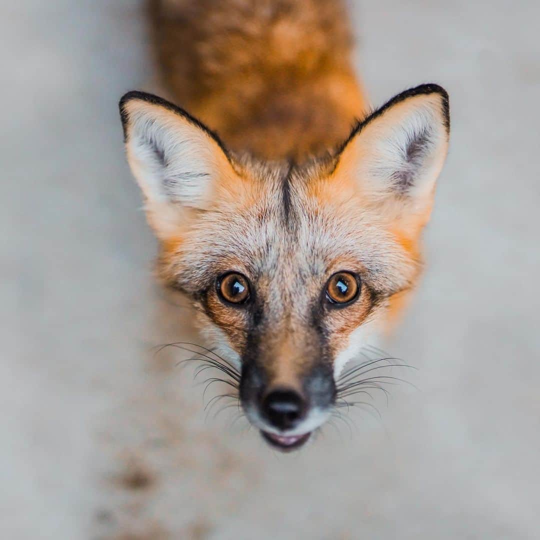 Rylaiさんのインスタグラム写真 - (RylaiInstagram)「Liberty Belle.... 🦊🇺🇸🦊🇺🇸🦊🇺🇸 . . If you have ever done one of our private encounters, this is not a familiar face to you. Libby Belle doesn’t participate in our private fox encounters at the center.  While LB was bottle fed at 10 days of age and raised by humans, she would be called “tame” at best.  She and her whole litter was rescued by @ansleydeneen from Keepers of the Bond.  Her brother and sister are at @wildspiritwolfsanctuary . She is a captive bred US fox. She is not one of our Russian domesticated foxes.  . Libby is very intense. Her fight/flight instinct is very much at the surface and she is very fearful of all new things, including new people. Her response to new things is to run around like a rocket towards the outer limits of the enclosure and she might sneak up to nip at the new thing.  If new people are present during her training session, she can become so focused on her training that she ignores everyone around her.  Having this little beauty in encounters would be very stressful for her and not safe for our guests.  . Our center’s behaviorists closely evaluate our animals to determine 1) the safety of their interactions with people 2) how the animal feels about meeting and interacting with people 3) and if they are approved for interaction, when they are not comfortable with a person, situation, or timeframe within the event. We are always observing them and making decisions of what is best for their welfare and those interacting with them. For Libby, it’s a non-starter. She isn’t in our encounters, Photoshoots with people, or meet and greets. But boy is she a beauty!!!  . 📸 by @anabeldflux  . Libby has a mini sponsor: @ipovphotographer  . All Photoshoots and encounters in August will be earmarked to the Panda and Her Pals Project. We have some availability of Aug 29th for one hour Photoshoot with the foxes/Lucan.  Contact @anabeldflux or us for details. We offer a special photo package with @anabeldflux.. . . . #libertybelle #libby #lb #usfoxrescue #foxrescue #saveafox #love #abitcrazy #redfox #vulpes #photoshoot #photowithafox #photos #animalencountwr #sandiego #socal #southernutah #love #foxylady #trainingafox #flight #flightdeck」7月24日 23時35分 - jabcecc