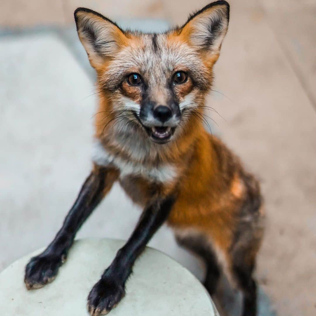 Rylaiさんのインスタグラム写真 - (RylaiInstagram)「Liberty Belle.... 🦊🇺🇸🦊🇺🇸🦊🇺🇸 . . If you have ever done one of our private encounters, this is not a familiar face to you. Libby Belle doesn’t participate in our private fox encounters at the center.  While LB was bottle fed at 10 days of age and raised by humans, she would be called “tame” at best.  She and her whole litter was rescued by @ansleydeneen from Keepers of the Bond.  Her brother and sister are at @wildspiritwolfsanctuary . She is a captive bred US fox. She is not one of our Russian domesticated foxes.  . Libby is very intense. Her fight/flight instinct is very much at the surface and she is very fearful of all new things, including new people. Her response to new things is to run around like a rocket towards the outer limits of the enclosure and she might sneak up to nip at the new thing.  If new people are present during her training session, she can become so focused on her training that she ignores everyone around her.  Having this little beauty in encounters would be very stressful for her and not safe for our guests.  . Our center’s behaviorists closely evaluate our animals to determine 1) the safety of their interactions with people 2) how the animal feels about meeting and interacting with people 3) and if they are approved for interaction, when they are not comfortable with a person, situation, or timeframe within the event. We are always observing them and making decisions of what is best for their welfare and those interacting with them. For Libby, it’s a non-starter. She isn’t in our encounters, Photoshoots with people, or meet and greets. But boy is she a beauty!!!  . 📸 by @anabeldflux  . Libby has a mini sponsor: @ipovphotographer  . All Photoshoots and encounters in August will be earmarked to the Panda and Her Pals Project. We have some availability of Aug 29th for one hour Photoshoot with the foxes/Lucan.  Contact @anabeldflux or us for details. We offer a special photo package with @anabeldflux.. . . . #libertybelle #libby #lb #usfoxrescue #foxrescue #saveafox #love #abitcrazy #redfox #vulpes #photoshoot #photowithafox #photos #animalencountwr #sandiego #socal #southernutah #love #foxylady #trainingafox #flight #flightdeck」7月24日 23時35分 - jabcecc