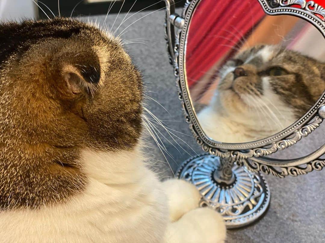 桜咲千依のインスタグラム：「チヨパカパークで私こうゆうアングルの写真撮ったなぁ( *´꒳`* )」