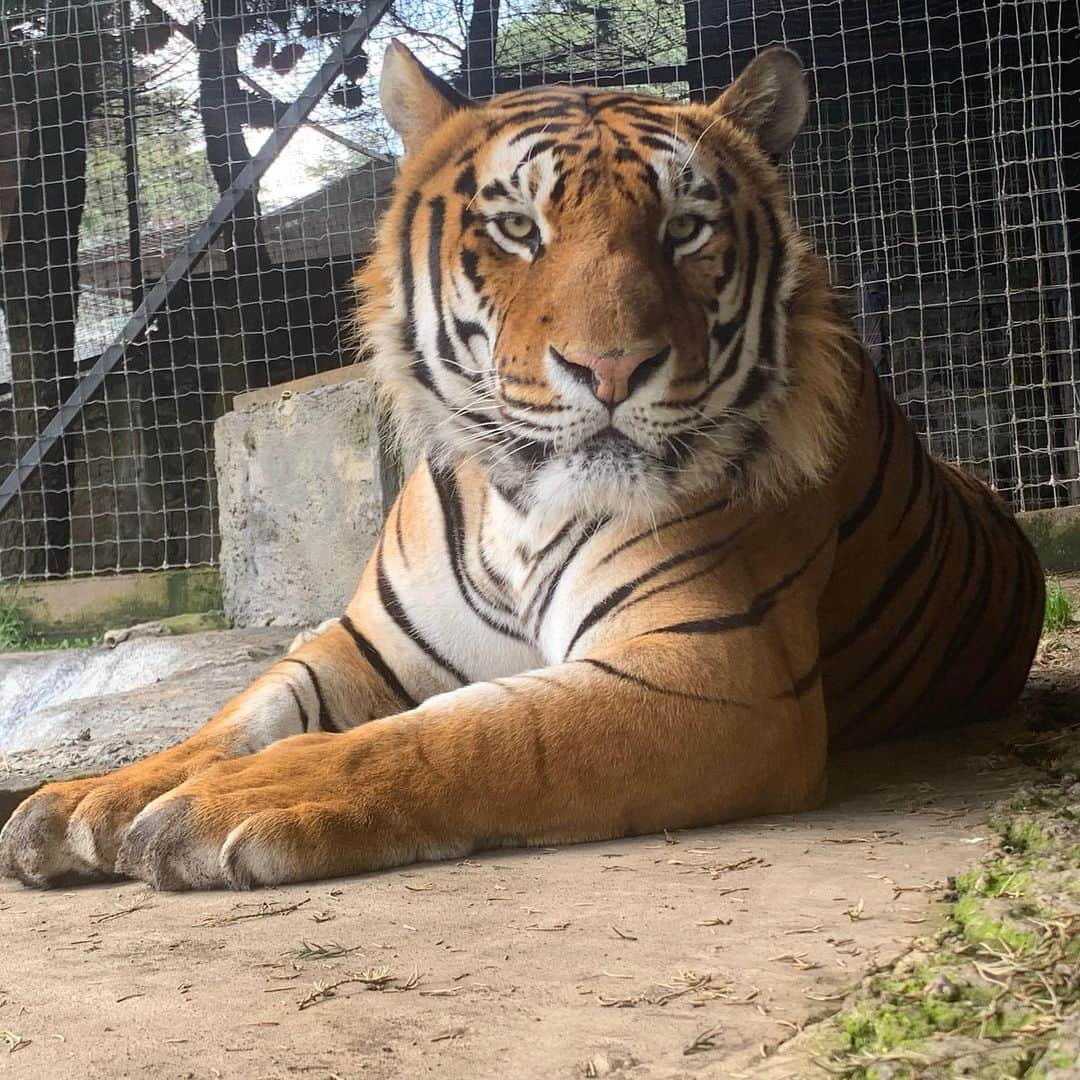 Black Jaguar-White Tiger さんのインスタグラム写真 - (Black Jaguar-White Tiger Instagram)「Your worst nightmare: Alcyone :) How beautiful is my son? He’s a Siberian Tiger... #TheNightmaresBJWT #SaveTigers」7月24日 23時56分 - blackjaguarwhitetiger