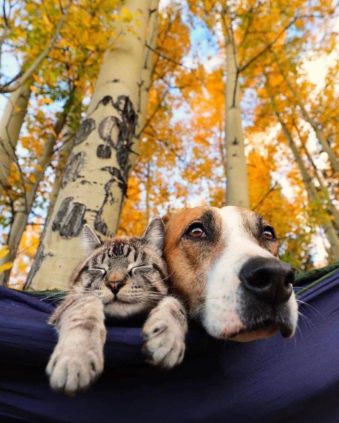 Discover Earthさんのインスタグラム写真 - (Discover EarthInstagram)「They are the cutest friends. Would you travel with them ? Who is the person you feel is like the cat to this dog ?  🇺🇸 #discovercolorado with @henrythecoloradodog   #catsofinstagram #dogsofinstagram #cutestfriends」7月25日 0時00分 - discoverearth