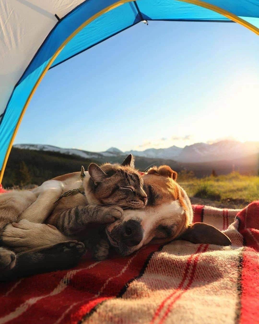 Discover Earthさんのインスタグラム写真 - (Discover EarthInstagram)「They are the cutest friends. Would you travel with them ? Who is the person you feel is like the cat to this dog ?  🇺🇸 #discovercolorado with @henrythecoloradodog   #catsofinstagram #dogsofinstagram #cutestfriends」7月25日 0時00分 - discoverearth