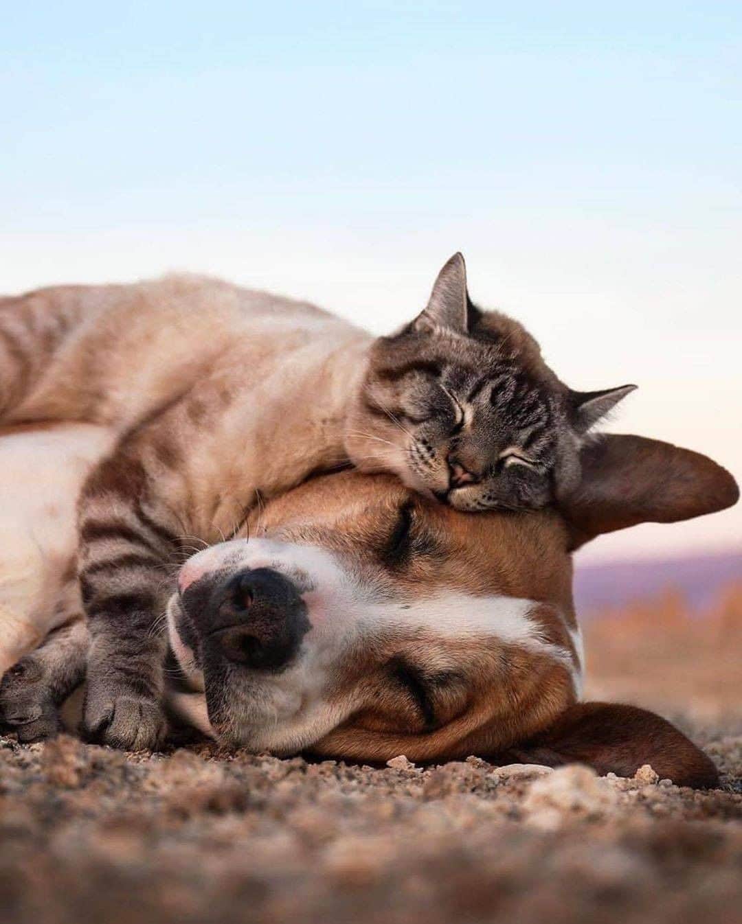 Discover Earthさんのインスタグラム写真 - (Discover EarthInstagram)「They are the cutest friends. Would you travel with them ? Who is the person you feel is like the cat to this dog ?  🇺🇸 #discovercolorado with @henrythecoloradodog   #catsofinstagram #dogsofinstagram #cutestfriends」7月25日 0時00分 - discoverearth