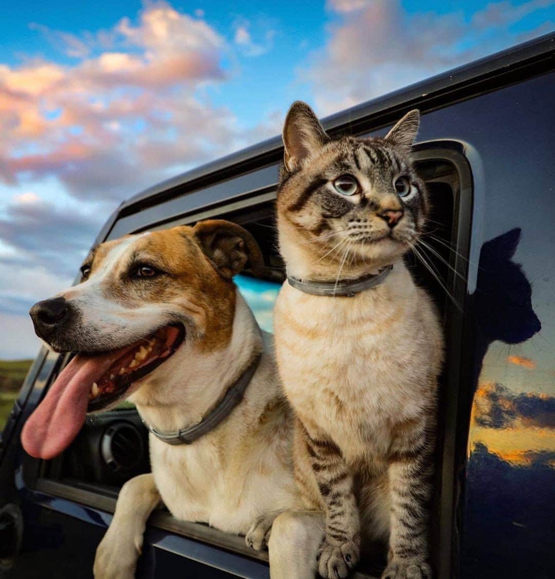 Discover Earthさんのインスタグラム写真 - (Discover EarthInstagram)「They are the cutest friends. Would you travel with them ? Who is the person you feel is like the cat to this dog ?  🇺🇸 #discovercolorado with @henrythecoloradodog   #catsofinstagram #dogsofinstagram #cutestfriends」7月25日 0時00分 - discoverearth