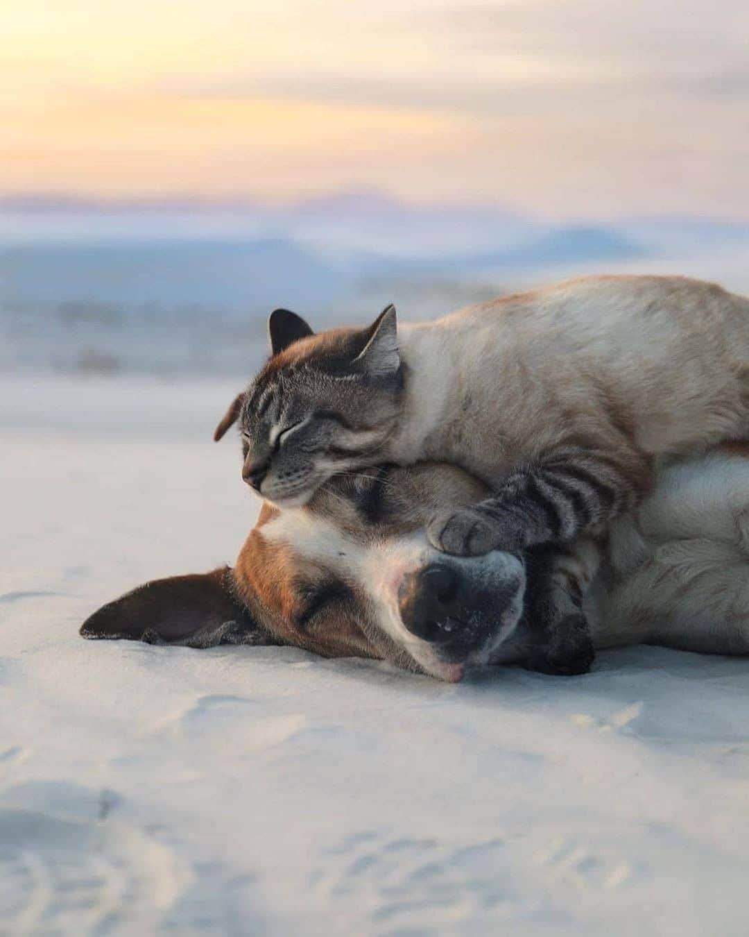 Discover Earthさんのインスタグラム写真 - (Discover EarthInstagram)「They are the cutest friends. Would you travel with them ? Who is the person you feel is like the cat to this dog ?  🇺🇸 #discovercolorado with @henrythecoloradodog   #catsofinstagram #dogsofinstagram #cutestfriends」7月25日 0時00分 - discoverearth