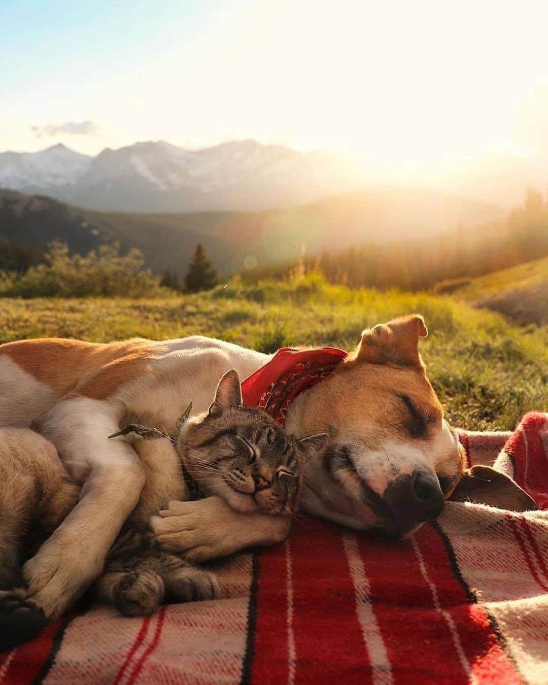 Discover Earthさんのインスタグラム写真 - (Discover EarthInstagram)「They are the cutest friends. Would you travel with them ? Who is the person you feel is like the cat to this dog ?  🇺🇸 #discovercolorado with @henrythecoloradodog   #catsofinstagram #dogsofinstagram #cutestfriends」7月25日 0時00分 - discoverearth