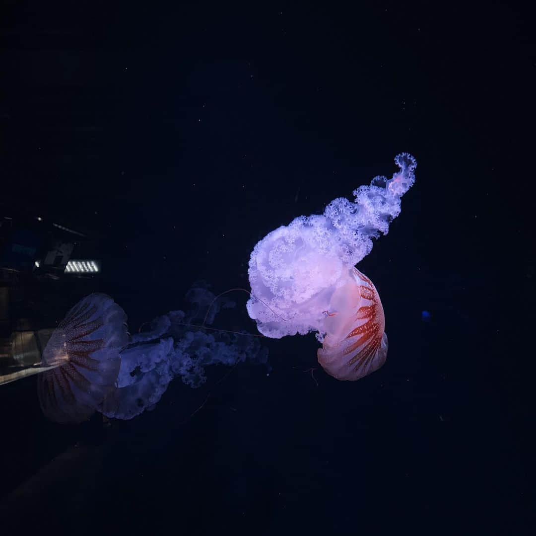 ゆきほさんのインスタグラム写真 - (ゆきほInstagram)「#京都水族館 #水族館 初めて行ったけど、小さくて回りやすかった。 クラゲの世界はいいな。誹謗中傷もマウンティングも無いんでしょ。」7月25日 0時02分 - yukifox