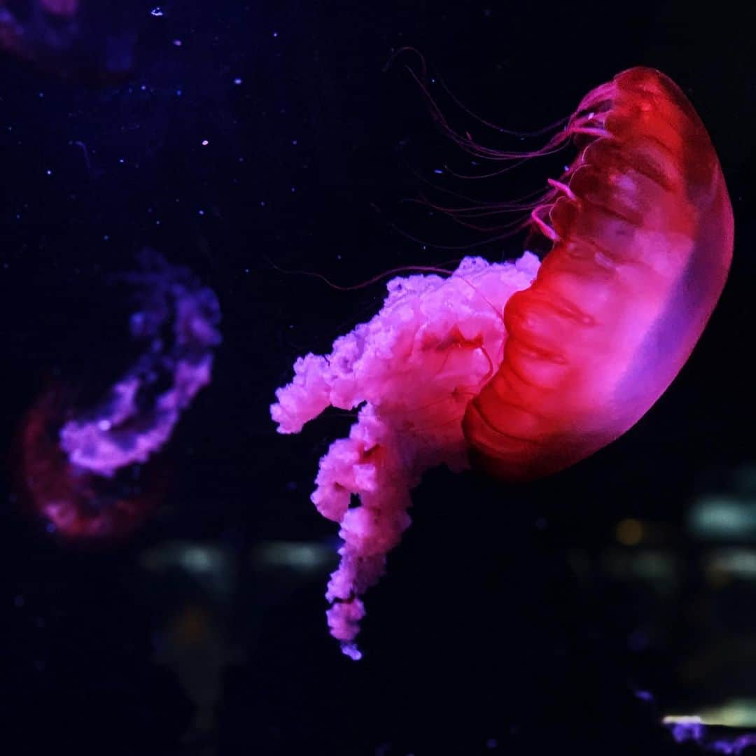 ゆきほのインスタグラム：「#京都水族館 #水族館 初めて行ったけど、小さくて回りやすかった。 クラゲの世界はいいな。誹謗中傷もマウンティングも無いんでしょ。」