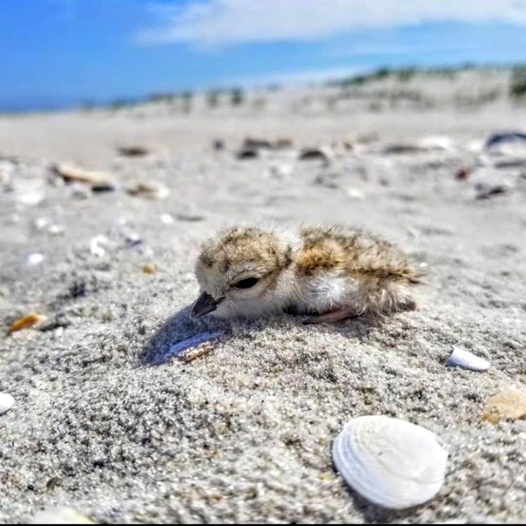 アメリカ内務省さんのインスタグラム写真 - (アメリカ内務省Instagram)「This piping plover chick at Edwin B. Forsythe National #WildlifeRefuge in #NewJersey is so tiny and cute. Born on the beach, the baby #birds learn to fly in summer ocean breezes. When predators or other intruders come close, the young squat motionless on the sand while the parents attempt to attract the attention of intruders to themselves, often by feigning a broken wing. By early September, the chicks will be strong enough to migrate south with their families. Good luck, little plover! Photo by S. Pajak, U.S. Fish and Wildlife Service (@USFWS). #wildlife #usinterior」7月25日 0時20分 - usinterior