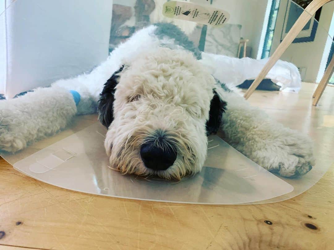 ジェニファー・エスポジートのインスタグラム：「We should all get cones on our heads. Poor Gus had an operation but is doing well. The beauty of dogs- his tail never stopped wagging the entire time. Put your damn mask on and be happy it’s not a ventilator.  #ilovedogs. They teach us so much #bebetter damnit」