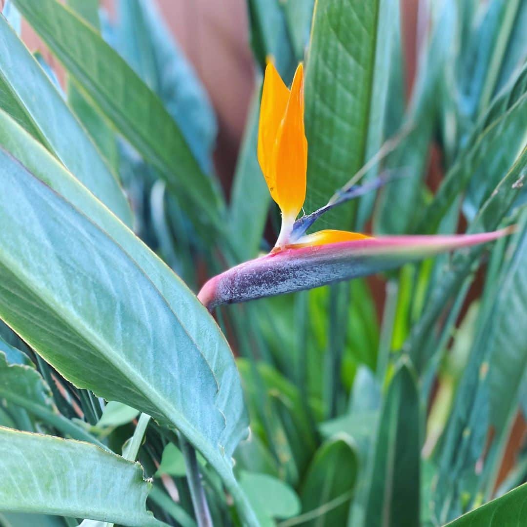Mieさんのインスタグラム写真 - (MieInstagram)「お庭に咲いたバードオブパラダイス🧡 フィルターなしで、こんなキレイなお花ってまさに自然美✨  #ハワイのお花 #birdofparadise #極楽鳥花」7月24日 16時05分 - miefromhawaii