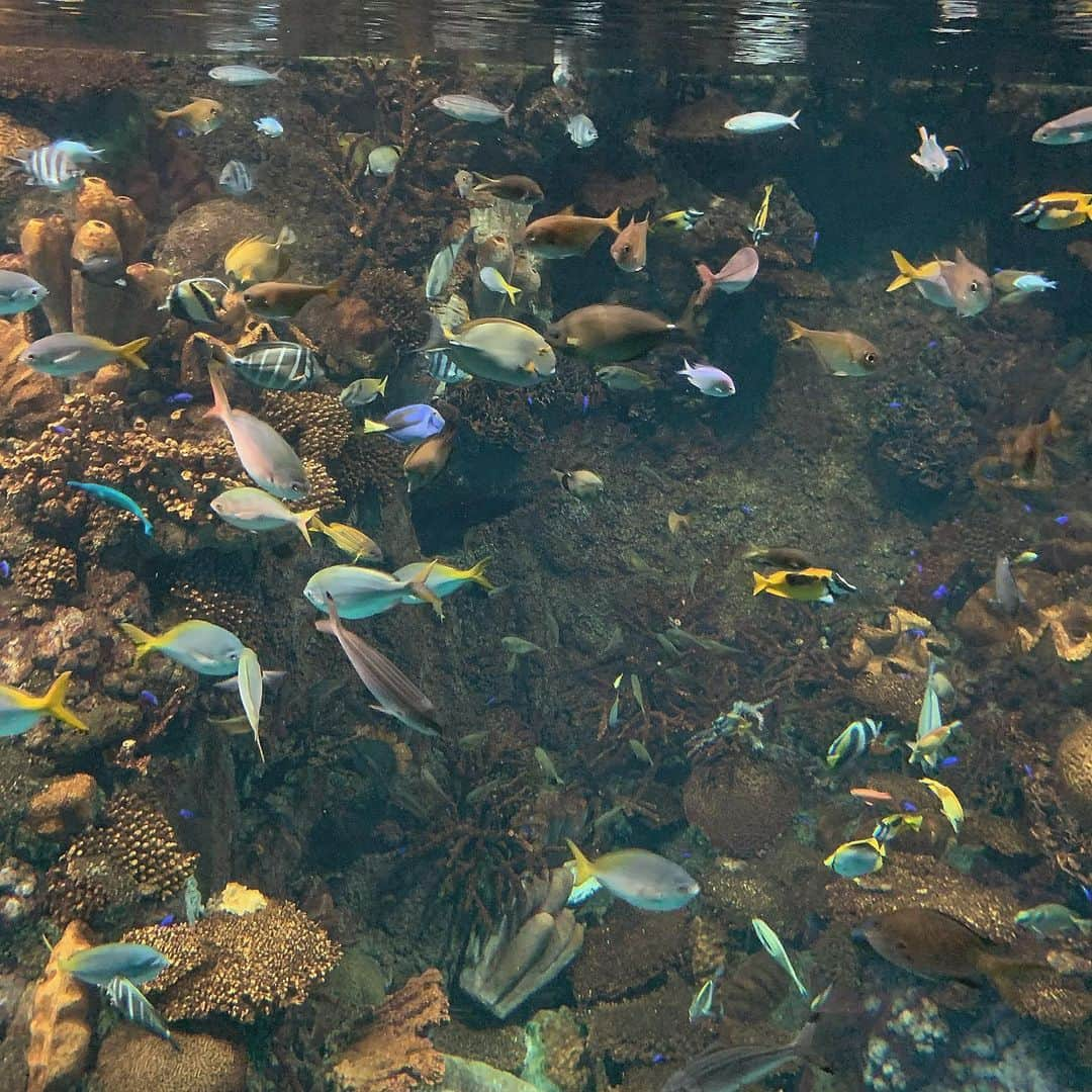 たなかのぞみのインスタグラム：「君たちは食べられないお魚🐟」