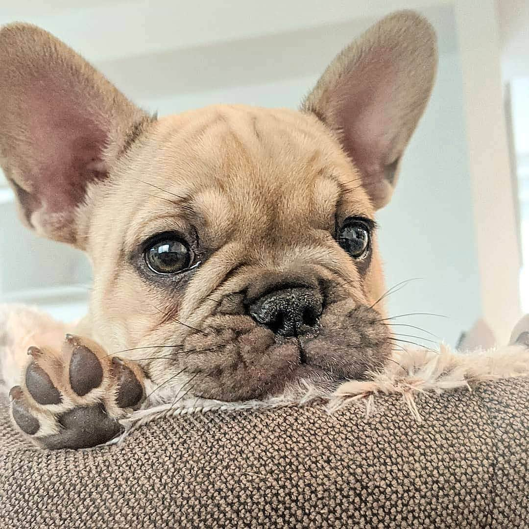 French Bulldogさんのインスタグラム写真 - (French BulldogInstagram)「Did someone say "who's a good boy?" It's ME, I'm a good boy 🐾🙋 @gambino.thefrenchie . . . . . #frenchie #frenchies #frenchieworld #frenchiepuppy #frenchiesofinstagram #frenchbulldog #frenchbulldogs #frenchbulldogpuppy #frenchbulldogsofinstagram #fralla #fransebulldog #franskbulldog #französischebulldogge」7月24日 16時48分 - frenchie.world