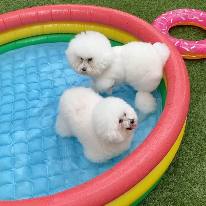 のインスタグラム：「. . 今年もプール開き👙🍉🌻 . プール大好きアーニーと プールが苦手なしらす君😂 . 水風船🎈がとっても 気に入ったアーニーさん 笑 . . 動画沢山撮ったので またアップします🌻 . . . #今年はプールたくさんしたいな #お家でプール . . .」