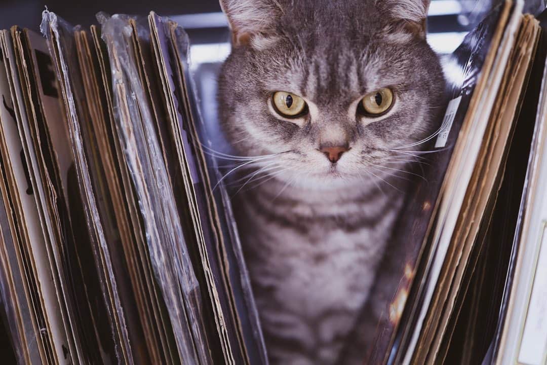 DJ Komoriさんのインスタグラム写真 - (DJ KomoriInstagram)「おかげさまで閣下が満5歳になりました😸 バズった後も何も変わらず、のんびりと日常を過ごしています🏠 いつも癒しをありがとう✨  #閣下の日常 #britishshorthair #cat #catlife #catstagram #eosrp #canoneosr #ねこ」7月24日 17時26分 - djkomori