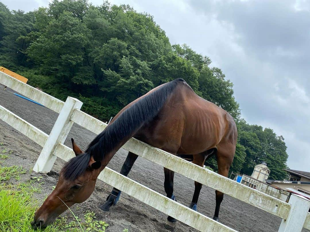 ロッシーさんのインスタグラム写真 - (ロッシーInstagram)「ヒヒーンなロケ！  可愛い！ お馬さんだ！  パシャリ！  詳しくは、 また、教えまーす！  #馬 #ロケ #可愛い！ #写真 #野性爆弾 #ロッシー #より。 #ロシ写真」7月24日 17時28分 - yaseibakudan_rossy