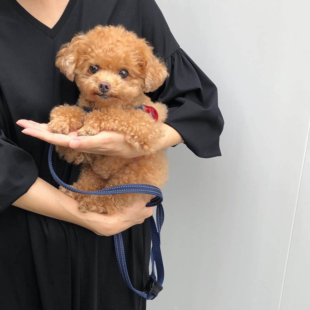 ふわさんのインスタグラム写真 - (ふわInstagram)「#toypoodle#toypoodlegram#dogstagram#doglover#doglover#instadog#dog#fuwamama#ふわもこのふわ#ふわ#といぷーどる#トイプードル#ふわもこ部#犬バカ部#親バカ部#犬のいる暮らし#ふわ散歩#抱っこも好き」7月24日 17時51分 - huwayama