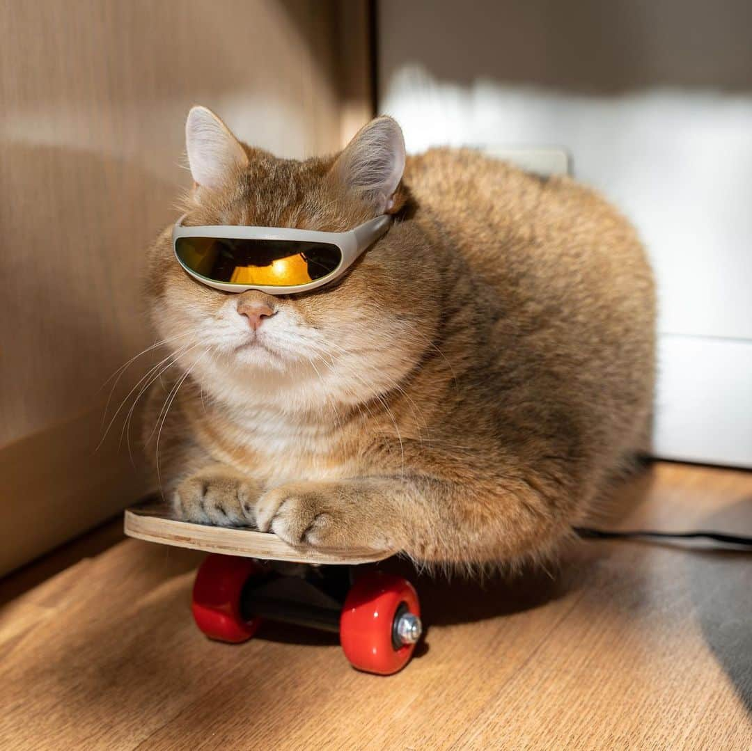 Hosicoさんのインスタグラム写真 - (HosicoInstagram)「I'm a cool skateboarder 🛹😎」7月24日 17時50分 - hosico_cat