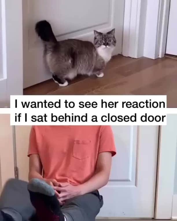 のインスタグラム：「[🔊]Awwww 😭 My heart 😭😭😭⠀ ⠀ 🎥@littlemunchiepooky⠀ ⠀ #meowed #littlemunchiepooky #pooky #munchkin #soundon #volumeup #🔊 #stickyglue #inseperable」