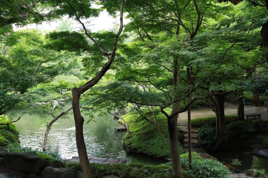 八芳園さんのインスタグラム写真 - (八芳園Instagram)「. . . 蝉の声が響く日本庭園で、 自然を感じるひとときを。 . . . 連日の雨のなか、 暑さが増すにつれて庭園では蝉の声が響き渡り始めました。 . 都会の中心にある八芳園では、 日本庭園の自然のなかで夏の訪れを感じる 開放的な時間をお過ごしいただけます。  . 本日ご紹介するのは八芳園の正面玄関を入ってすぐ、 ロビーに飾られた柿の流木を使った装花。 . こちらは華道家の小宮由加さんの作品です。 . 現在飾られている作品のテーマは、 「生かしあい、育てあう心が美しいものを生み出す」。 . 「高貴」という花言葉を持つアナスタシアや、 「きらめき」や「悲しみは続かない」などの花言葉を持つ、 赤ヒペリカムなどが生けられております。 . 八芳園にお越しいただきロビーを通る際には、 迫力のある柿の流木から、 花々が生き生きと真っ直ぐ伸びる美しい様子をぜひご覧ください。 . . #八芳園 . #日本庭園 #japanesegarden  #四季 #夏 #蝉の声  #和 #自然 . #結婚式 #結婚式場 #生涯式場 #ウェディング . #newnormal  #newnormalwedding  #ニューノーマル  #和装結婚式 #オンライン相談会 . #花嫁さんと繋がりたい #プレ花嫁 #式場探し #プレ花嫁さんと繋がりたい #ウェディングプランナー . #港区 #白金台」7月24日 17時52分 - happoen