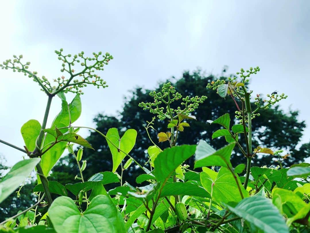 五月女ケイ子のインスタグラム：「午前中は、近所の緑に溺れに行きました。 #緑 #green #おすそわけ」
