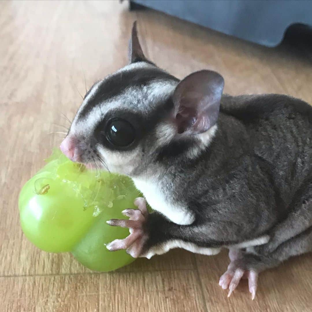 ミラのインスタグラム：「My big huge grape. Mine」