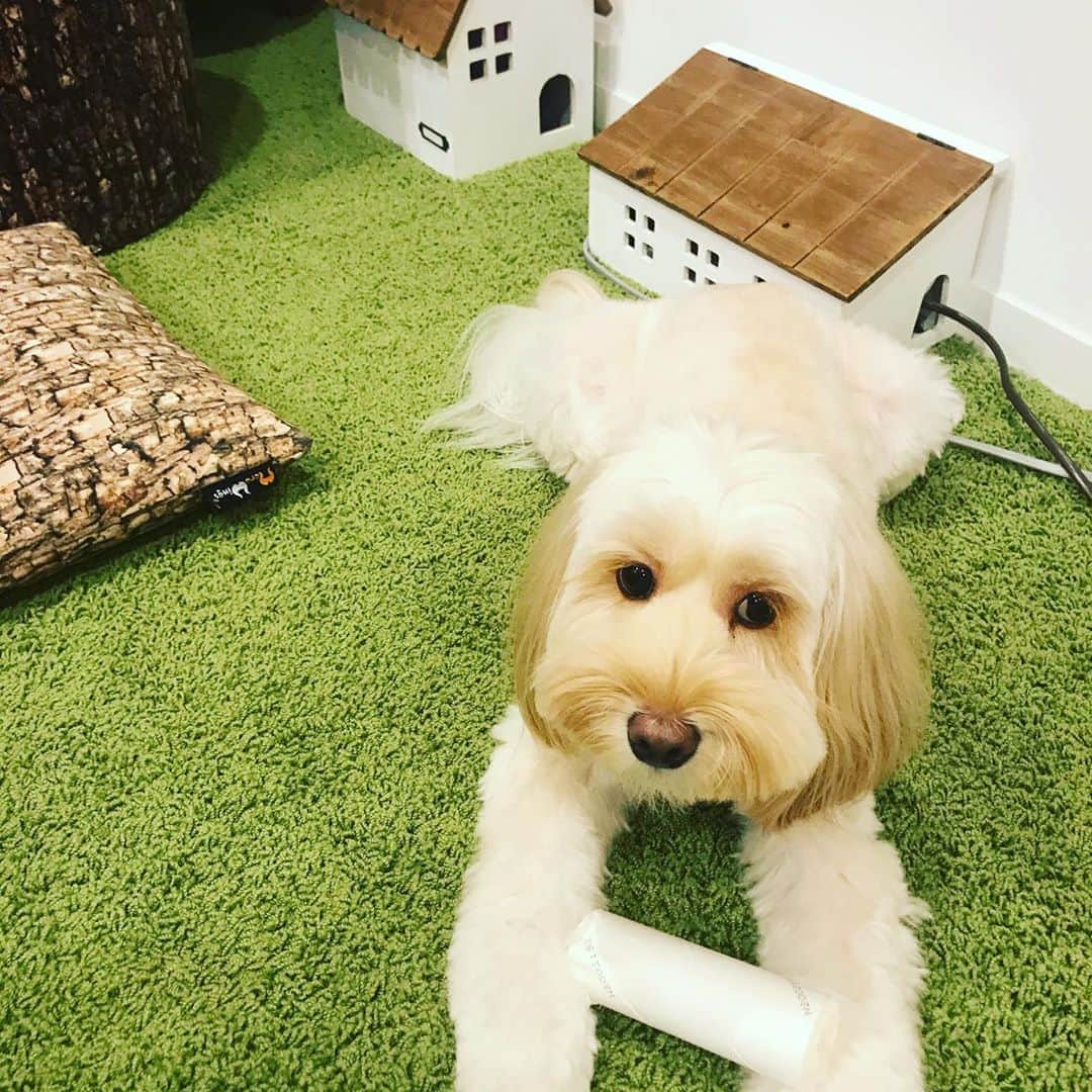 北山陽一のインスタグラム：「しんのまもりがみ。ちょっと薮睨み。#きたやまおもち」