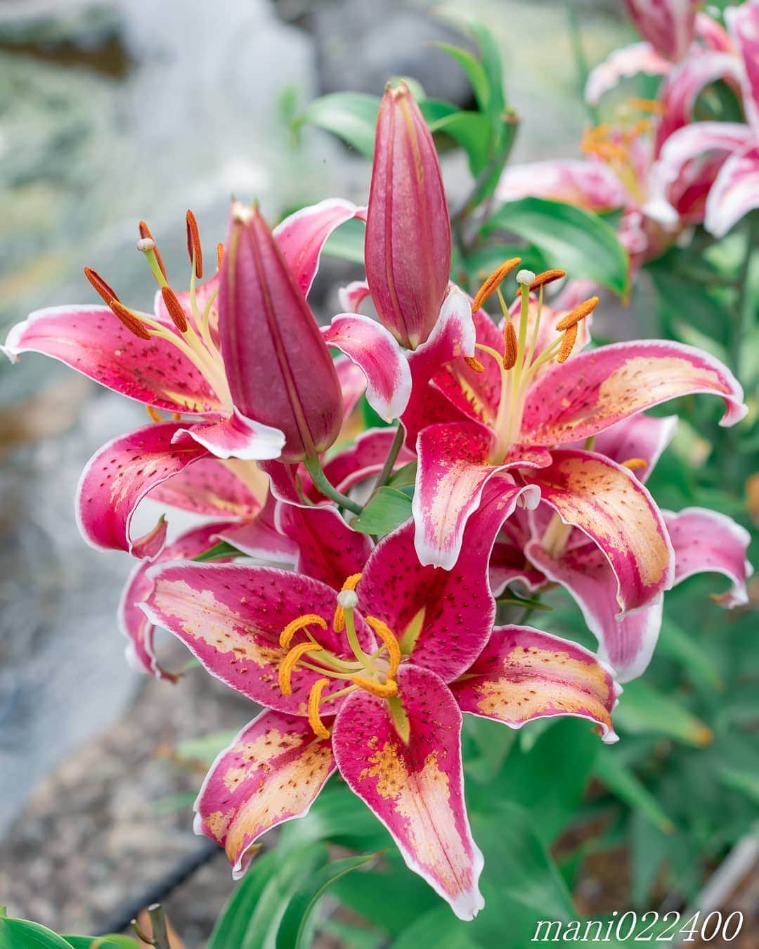 mani022400のグルメインスタ