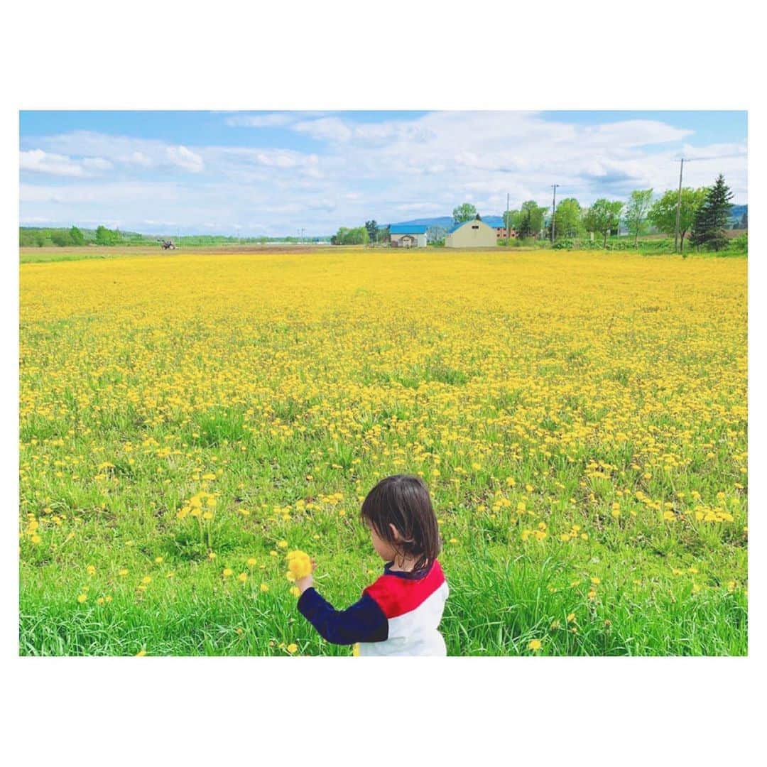 荒川れん子のインスタグラム：「I really miss my home in Japan🏠  疲れている。かなり疲れている。 帰りたいけど帰れない。 頑張るしかないのだよね。 良い時もあれば、そうじゃない時もあるのだから。 今頃北海道はラベンダーかな。 これは蒲公英だけど😆 . . #hokkaido #hometown #lifeisajourney #myboy #tbt #北海道 #故郷 #男の子 #癒し #タンポポ #疲れた」
