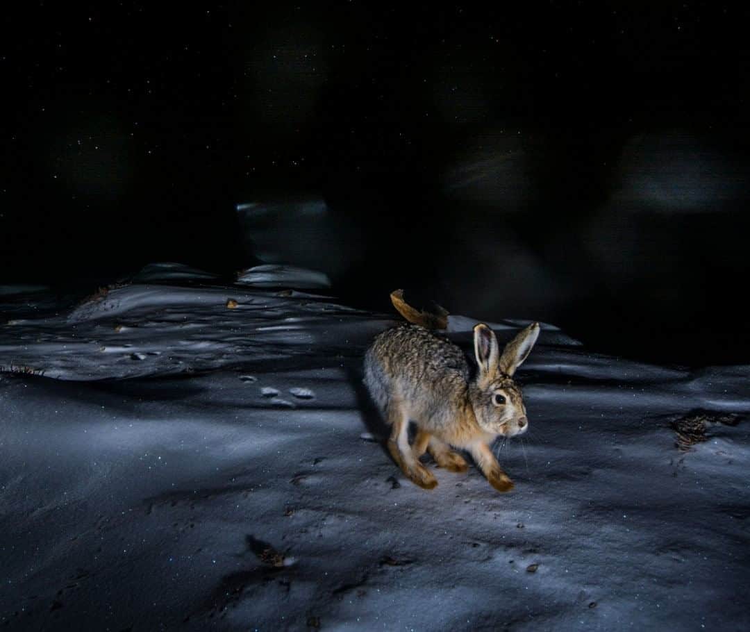 National Geographic Travelさんのインスタグラム写真 - (National Geographic TravelInstagram)「Photo by Prasenjeet Yadav @prasen.yadav  The woolly hare is a shy and usually solitary animal. Although sometimes active by day, it is mostly nocturnal. It's a bit difficult to imagine this beautiful species surviving in trans-Himalayan extreme cold, but it's incredible to see them jump around. They feed on grasses and herbs and also love to trigger my camera traps all the time. Here is one in front of the trap while it snows. I had set up these traps while working on snow leopards for @insidenatgeo and @snowleopardtrust.  Follow me @prasen.yadav for more photos from the extremely biodiverse states of India and parts of Central Asia.」7月24日 19時03分 - natgeotravel