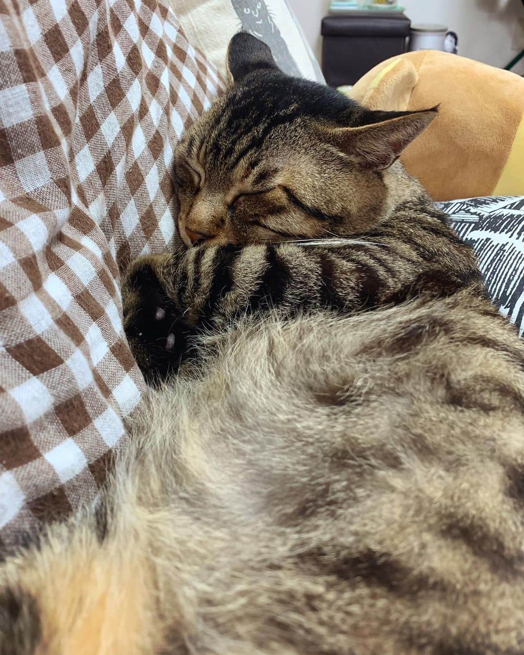 Musashiさんのインスタグラム写真 - (MusashiInstagram)「夕方ムサシさん。ふわふわのおなか毛にダイブしたりしなかったり。fluffy. ☁️ #musashi #mck #cat #キジトラ #ムサシさん #ねこすたぐらむ #musashi_the_cat」7月24日 19時13分 - _daisy