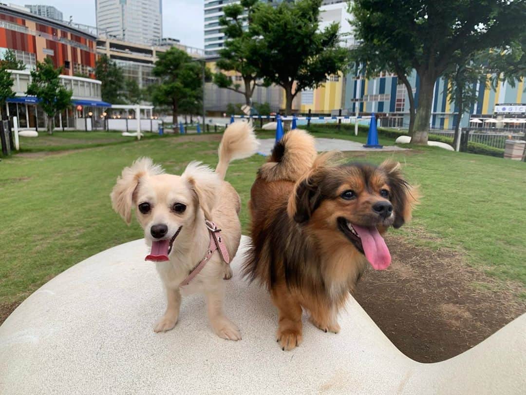 ゆがつくひとのインスタグラム：「. お馴染みのちゃむてぃな🐶💓 と豊洲のドックランに プチ遠出してきたよ‪⸜( •⌄• )⸝‬🎀 . 初めて行ったけど芝生だし わんこのグッツの品揃え凄いし 近くにもひろーい芝生があって とっても楽しかったし、 近くにないのが悔やまれた😢😢 . 夕飯はまろはササミ🐤 ママはパスタとピザ食べたよ🍕 . あんまり走らなかったけど 初めての場所でお散歩中まろの足が 軽やかでルンルン🎶て感じだった🤣🤣 . また行こうねっ(*´﹀`*)💕💕 . #天使 #我が子 #可愛い #可愛すぎる  #世界一可愛い #女の子 #トリミング  #愛しい #女の子ママ #いぬすたぐらむ  #わんこのいる暮らし #わんこは家族  #わんこなしでは生きていけません会  #わんこのいる生活 #幸せ #わんこ部  #mix犬 #ドックラン #親バカ部  #お友達 #みんな可愛い #愛犬との時間 #お出かけ #豊洲ららぽーと #豊洲ドッグラン #仲良し」